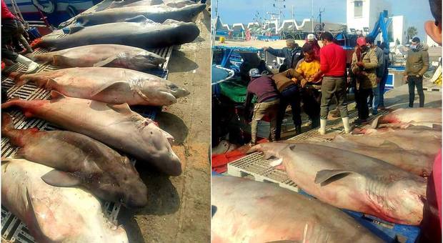 Alcune delle decine di grossi squali catturati dai pescatori in Tunisia (immagini pubblicate dal sito di informazione Tuniplus su Fb)