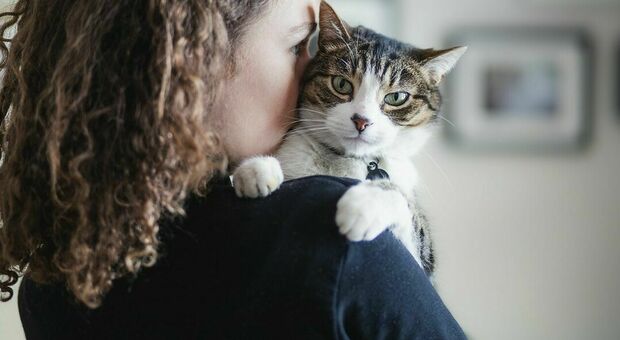Allergico ai gatti chiede alla fidanzata di cedere il suo: lei prende l'animale in braccio e va via di casa
