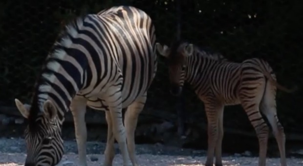 Nasce cucciolo di zebra al Parco Zoo Mezz'ora dopo il parto era già in piedi