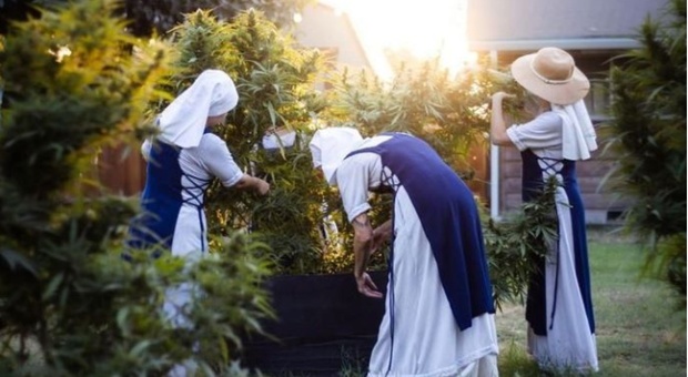 Le suore che coltivano la cannabis: il curioso caso in California. «Sfidiamo la legge»