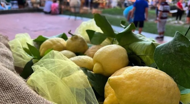 Limoni in festa a Massa Lubrense