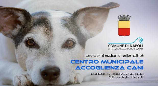 Napoli - Nasce il centro per l'accoglienza e il benessere dei cani