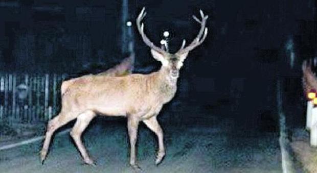 Pericolo attraversamento animali: semafori anti-cervo sull'Agordina