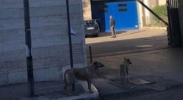 I due cani stazionano davanti all'ospedale di Andria