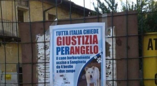 Le Iene, il cane Angelo torturato e ucciso a Sangineto: dopo il servizio è arrivata la condanna per i 4 giovani