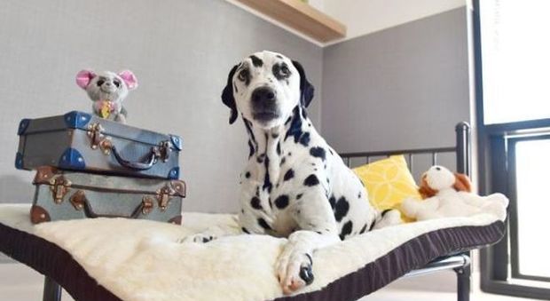 Ad Adelaide apre il Beau’s Pet Hotel, l’albergo extra-lusso per cani e gatti