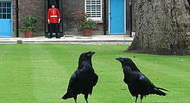 Scomparso il corvo Merlina della Torre di Londra, il Regno teme l'avverarsi di una tragica profezia
