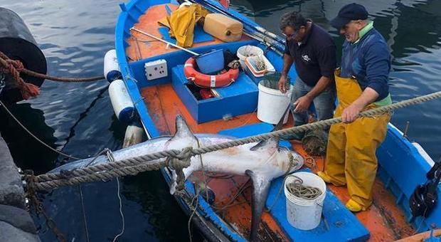Squalo pescato e venduto illegalmente al Porto di Torre del Greco: multati i responsabili