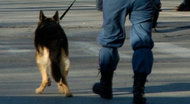 Cane poliziotto fiuta la presenza di droga e fa arrestare una coppia (foto d'archivio)