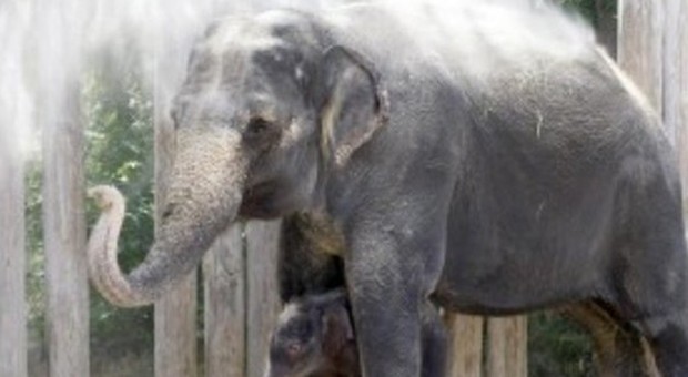 Usa, elefante uccide custode che lo accudiva da 20 anni: mistero sulla sorte dell'animale