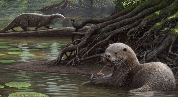 Trovata lontra preistorica, un gigante dal morso eccezionale