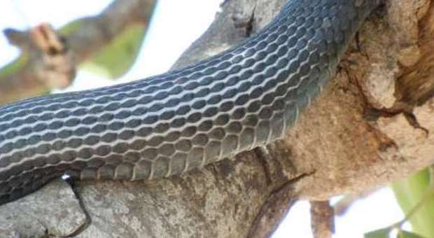 Serpente su un albero spavento ad Ancona