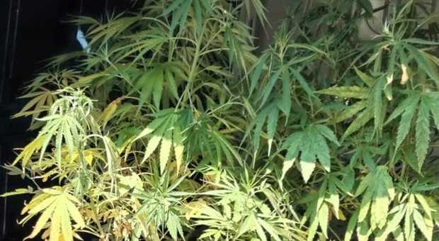 Le sei piante di marijuana trovate nel terreno