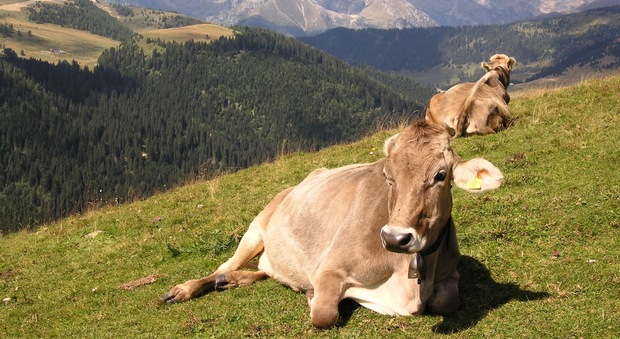 Mucche in quota e l'acqua diventa imbevibile: trovati batteri e staffilo