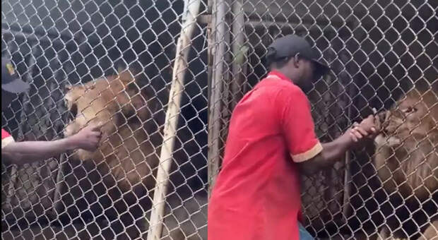 Il custode dello zoo stuzzica un leone: lui gli stacca un dito davanti ai turisti VIDEO