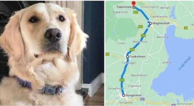 Cane appena adottato attraversa autostrade e foreste: 65 chilometri per tornare nella sua vecchia casa