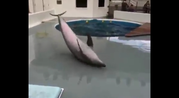 Delfino disperato scappa dalla vasca e piange: le immagini commoventi (immagine tratta dal filmato pubblicato da Ric O' Barry's Dolphin Project)