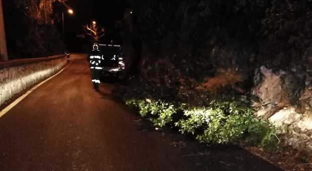 Forte vento a Capri, cadono alberi e rami in via Provinciale