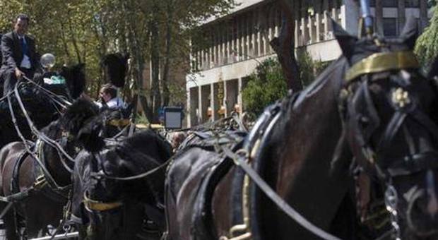La Difesa animali: «Funerali, stop al trasporto con i cavalli in Campania»
