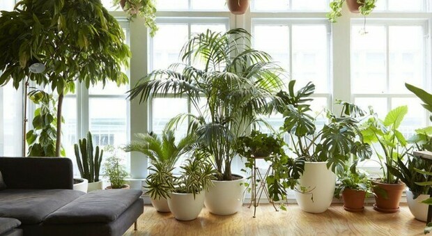 Il mese di maggio ideale per sistemare piante e balconi