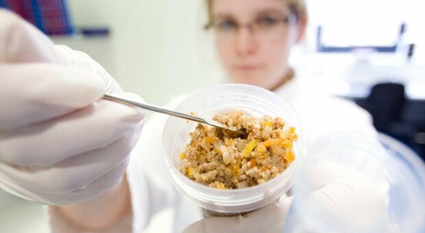 Carne coltivata ad una svolta (grazie alle cellule staminali): sarà più economica e facile da produrre