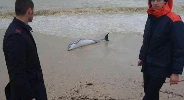 Delfino spiaggiato vuol tornare in mare Attivata la macchina dei soccorsi