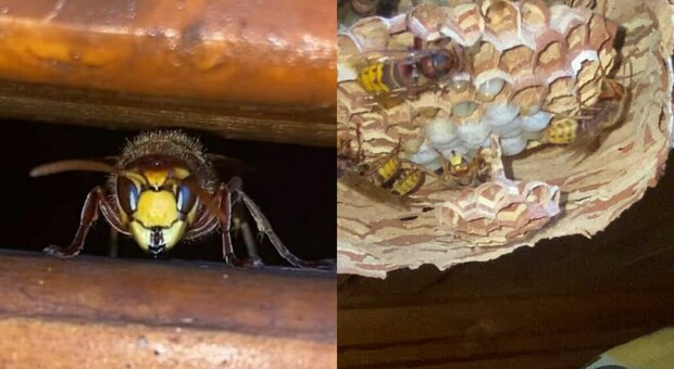 Calabrone europeo a Roma, nido in una villetta a Selva Candida. «Paura per un bimbo di tre anni e una signora anziana»