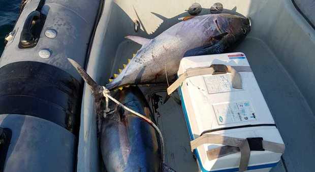 Pesca di frodo, scoperte reti con impigliati tre esemplari di tonno rosso a Torre del Greco