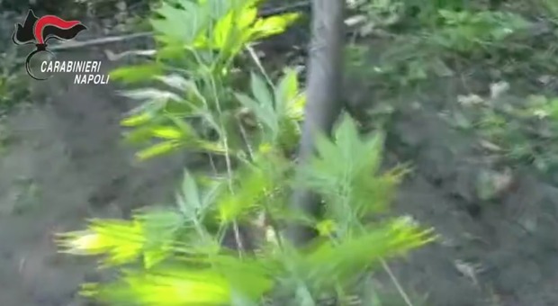 Piantagioni di cannabis sui monti Lattari: scoperte altre 525 piante, è caccia ai coltivatori