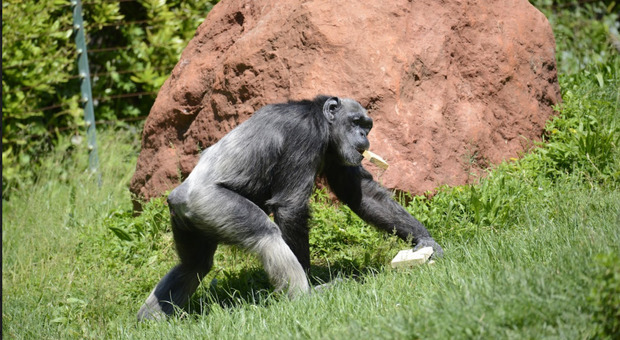 Judy, la scimpanze più anziana d'Europa
