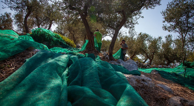 Anacapri tra i primi comuni d'Italia ad avviare la raccolta delle olive 2020