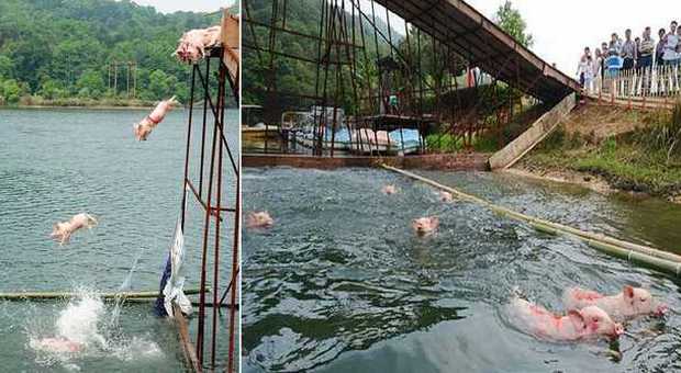 Maiali "volanti" in Cina, tuffo da 6 metri e gara di nuoto: ma scoppiano le polemiche