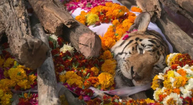 India, alla leggendaria tigre «Supermamma» un funerale regale