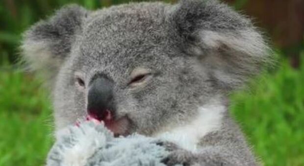 SHOWCASE - Koala, solo 35mila esemplari in Australia orientale: estinzione stimata entro il 2050