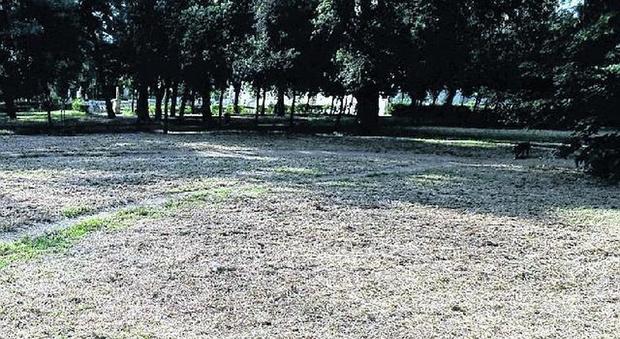 Roma, effetto fieno a Villa Borghese per l'erba non raccolta