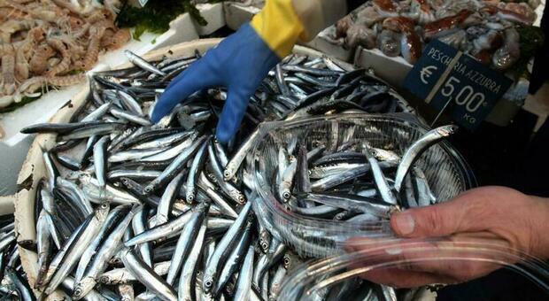 Caro gasolio, continua la protesta dei pescatori napoletani: a rischio i rifornimenti