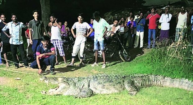 Catturano in India un coccodrillo che ha ucciso sette persone in sette anni