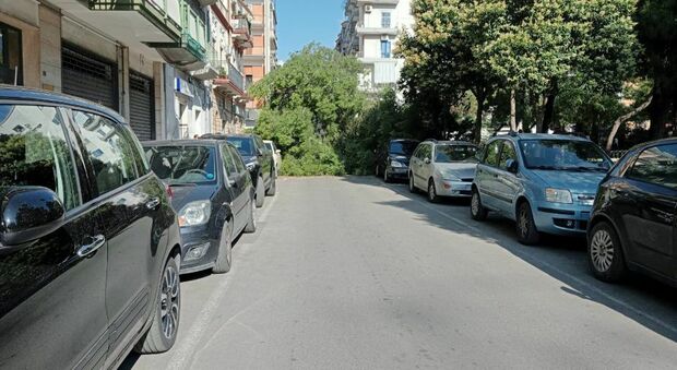 Albero cade all'improvviso sulle auto parcheggiate: strada bloccata