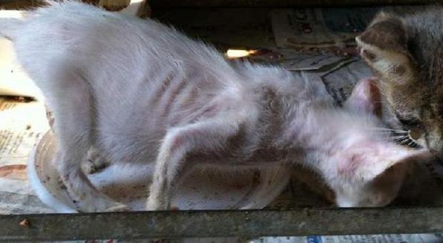 Gatti morti nel frigo e imbalsamati in casa: «Li amo troppo, non riesco a separarmi da loro»