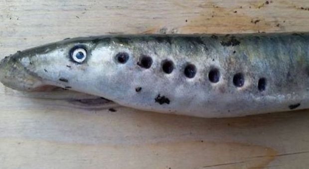 Gran Bretagna, ecco il Lampreda: il pesce "che uccise il re", torna nei fiumi inglesi. Era scomparso da 200 anni