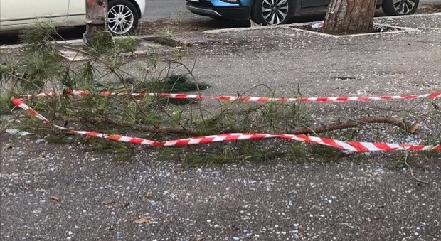 Il ramo caduto alla scuola Contardo Ferrini in Via di Villa Chigi