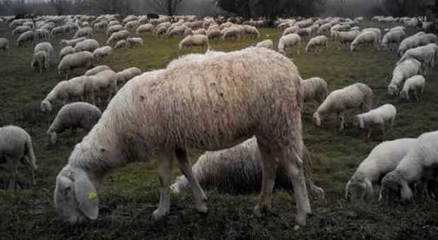 ​Auto travolge un gregge di pecore: una muore e le altre restano ferite