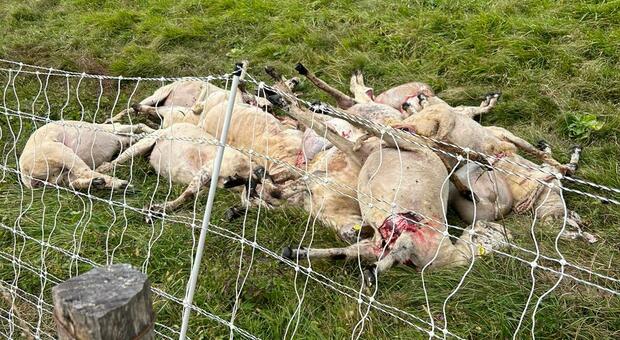 Le pecore sbranate dal lupo all'istituto agrario di Feltre