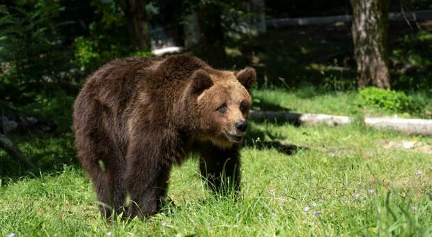 Usa, 39 uccisa da un orso mentre portava a spasso i cani
