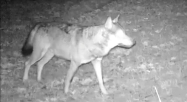 Pesaro, altri esemplari di lupo "catturati" dalle fototrappole nel Parco San Bartolo