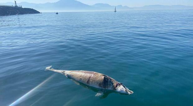La carcassa del delfino morto nel mare tra Torre del Greco ed Ercolano