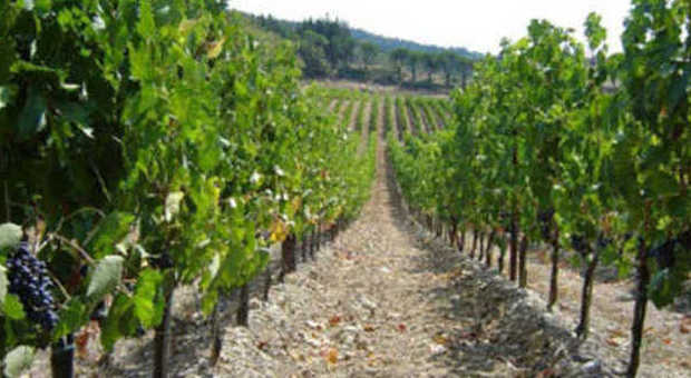 Marche al 13° posto della viticoltura italiana