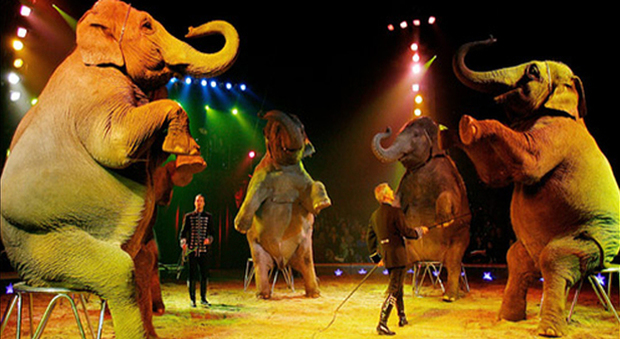 Arrivano le tende del circo, “Amici della Terra”: «Animali ridicolizzati»