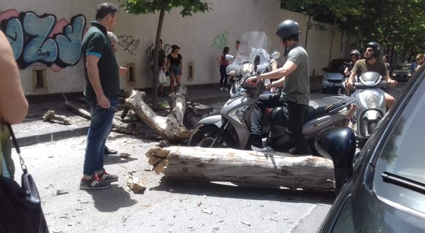 Choc a Napoli, albero si spezza e finisce in strada nel cuore del Vomero: centauro sfiorato