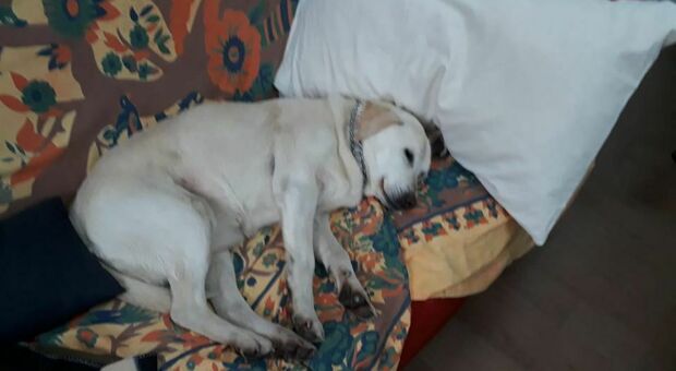 La storia a lieto fine del cane Margot: scomparsa in Sabina e ritrovata a Milano